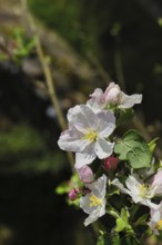Apple blossoms (Malus), white blossoms with dark background, close-up, spring, Wilnsdorf, Nordrhein