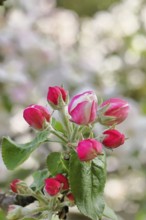 Apple blossoms (Malus), red still closed blossoms, bokeh in the background, close-up, spring,