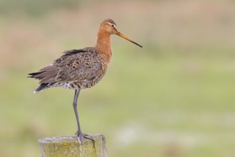 Black-tailed godwit (limosa limosa), on a perch, on a fence post, snipe birds, wildlife, nature