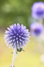 Blue globe thistle (Echinops ritro), flower, ornamental plant in a garden, Wilnsdorf, North