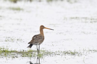 Black-tailed godwit (limosa limosa), in morning mist on a flooded meadow, snipe birds, wildlife,