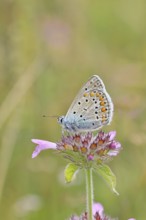 Blue butterfly (Polyommatus icarus), common blue, female on a flower of the woodland cistus