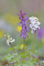 Hollow larkspur (Corydalis cava), inflorescence in a beech forest, spring, Wilnsdorf, North