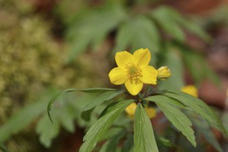 Yellow Anemone, Anemone ranunculoides, Yellow Wood Anemone, Anemone ranunculoides, in a beech