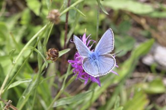 Common blue butterfly (Polyommatus icarus), male on a flower of the meadow knapweed or common