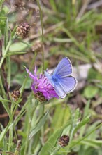 Common blue butterfly (Polyommatus icarus), male on a flower of the meadow knapweed or common