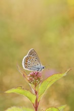 Blue butterfly (Polyommatus icarus), Common blue, female on a flower of Hemp agrimony (Asteraceae)