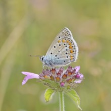 Blue butterfly (Polyommatus icarus), common blue, female on a flower of the woodland cistus