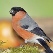 Bullfinch (Pyrrhula pyrrhula), male, sitting on moss, Wilnsdorf, North Rhine-Westphalia, Germany