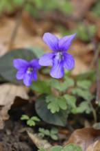 Grove violet (Viola riviniana), blue flower, on the forest floor in a beech forest, spring,