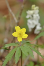 Yellow Anemone, Anemone ranunculoides, Yellow Wood Anemone, Anemone ranunculoides, in a beech