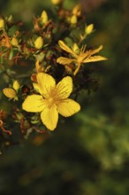 Common St John's wort (Hypericum perforatum), spotted St John's wort or common St John's wort