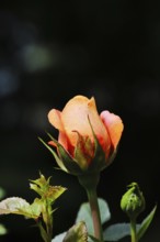 Rose blossom (Rosa sp.), salmon-coloured blossom with dark background, in a garden, Wilnsdorf,