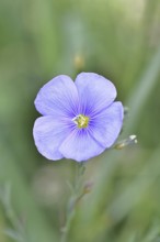 Flax (Linum usitatissimum), blue flower, medicinal plant, Wilnsdorf, North Rhine-Westphalia,