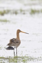 Black-tailed godwit (limosa limosa), in morning mist on a flooded meadow, snipe birds, wildlife,