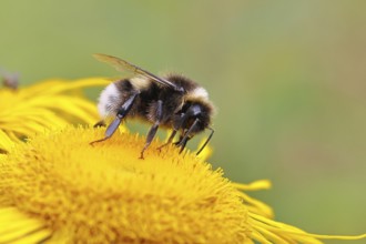 Garden bumblebee (Bombus hortorum), garden bumblebee, collecting nectar on a yellow flower of a