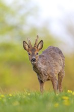 Roebuck (Capreolus capreolus) yearling with bast horns on a dandelion meadow in search of food,