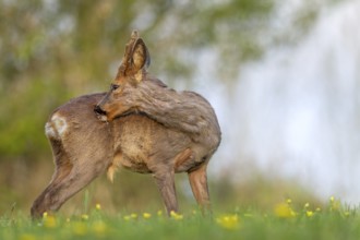 Roebuck (Capreolus capreolus) yearling in the bast during grooming, change of coat, Germany