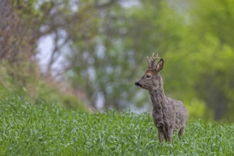 Roebuck (Capreolus capreolus) in a knee-high maize field, changing coat, attentive, Germany