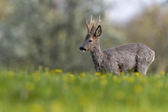Roebuck (Capreolus capreolus) in a meadow with flowering dandelions, changing coat, attentive,