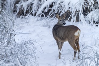 Doe (Capreolus capreolus) on one of the few real winter days in northern Germany, winter coat,