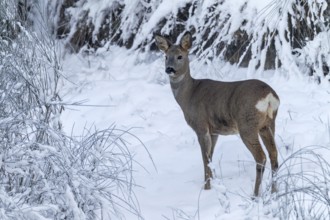 A thick coat protects the roe deer (Capreolus capreolus) from ice and cold in winter, winter coat,