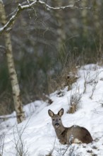 A doe (Capreolus capreolus) rests in the snow on a slope and enjoys the winter sun, always
