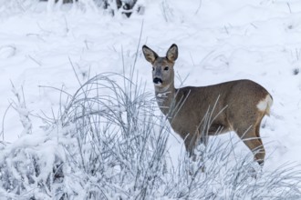 A roe deer (Capreolus capreolus) in a snowy winter landscape, Winterfell, Germany