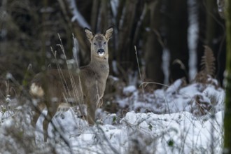 A roe buck (Capreolus capreolus) in winter with freshly shed antlers, winter coat, antler shedding,