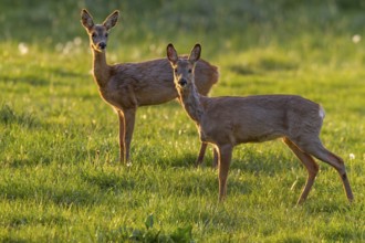 Two roe deer (Capreolus capreolus) change in the evening to graze on a moor meadow, spring, evening