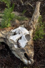 Skull of deceased roebuck (Capreolus capreolus), bone, bast, Germany