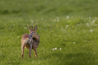 A roebuck (Capreolus capreolus) grooming, the old winter coat is visibly disturbing, coat change,