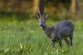 A roebuck (Capreolus capreolus) loses its winter coat and the red summer coat becomes visible in