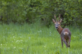 From mid-May, many roebucks (Capreolus capreolus) have almost completed their change of coat, eyes,