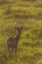 Roebuck (Capreolus capreolus) with velvet horns in backlight, eyes, eye contact, change of coat,