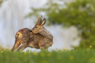 The shedding winter coat disturbs the young roebuck (Capreolus capreolus) during grooming, change