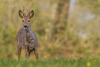 Roebuck (Capreolus capreolus) yearling eyes attentive, change of coat, attentive, Germany