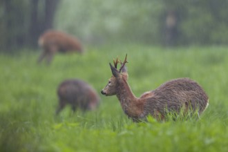 A roebuck (Capreolus capreolus) and two doe grazing in the rain in a meadow, change of coat,