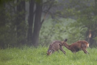 A doe licks and nibbles the fur of a young roebuck (Capreolus capreolus), perhaps they are siblings