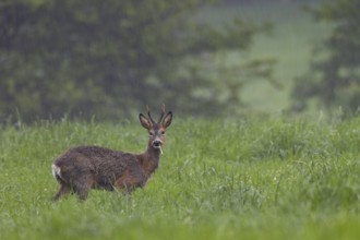 A roe buck (Capreolus capreolus) grazing in a meadow during a rain shower, change of coat, eyes,