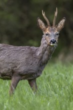 Portrait of roebuck (Capreolus capreolus), eyes, eye contact, Germany
