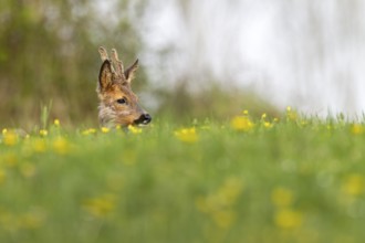 Roebuck (Capreolus capreolus) yearling resting on a dandelion meadow, changing coat, attentive,