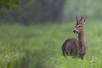 Roebuck (Capreolus capreolus) during a rain shower, the retracted eavesdroppers signalise