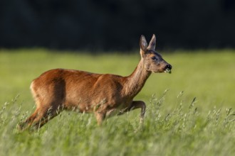 The doe (Capreolus capreolus) looks with interest at a conspecific looking for food at the other