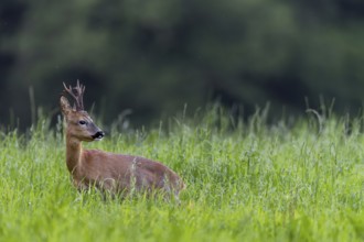 It is the beginning of July and the roebucks (Capreolus capreolus) can now be observed more