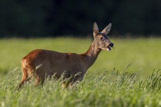 A doe (Capreolus capreolus) in the evening light on a grazing area, summer coat, Germany