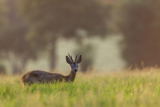 A physically ailing roebuck (Capreolus capreolus) is grazing in the evening light in a meadow, but