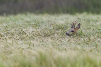 Roebuck (Capreolus capreolus) Gabler in a barley field, eyes, protection, Germany