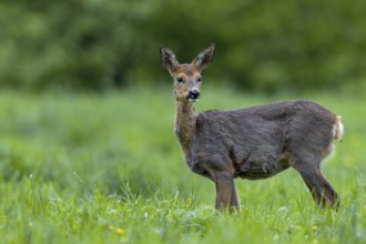 The doe (Capreolus capreolus) is looking attentively towards the edge of the forest, probably where