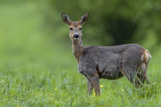 A doe (Capreolus capreolus) with clearly visible udder, an unmistakable sign that she is carrying